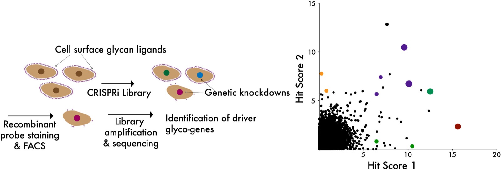 Workflow of a pooled CRISPR screen for regulators of cancer cell glycosylation